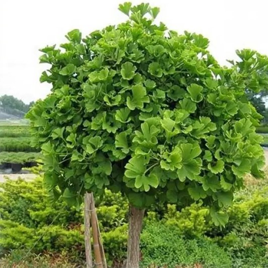 Ginkgo biloba Baldi | Jehličnaté dřeviny |Zahradnictví Franc